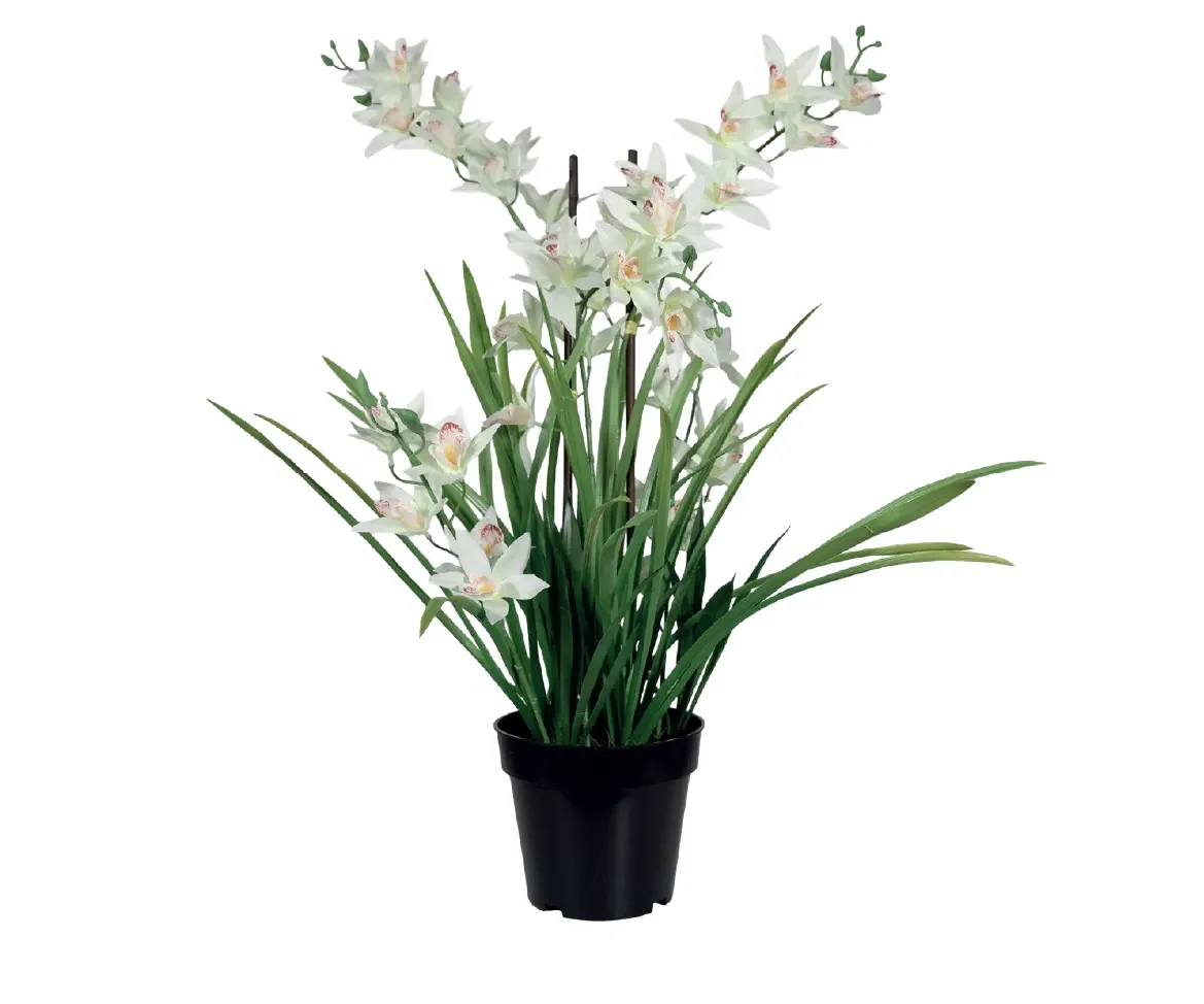 Orchidée Cymbidium – Image 3