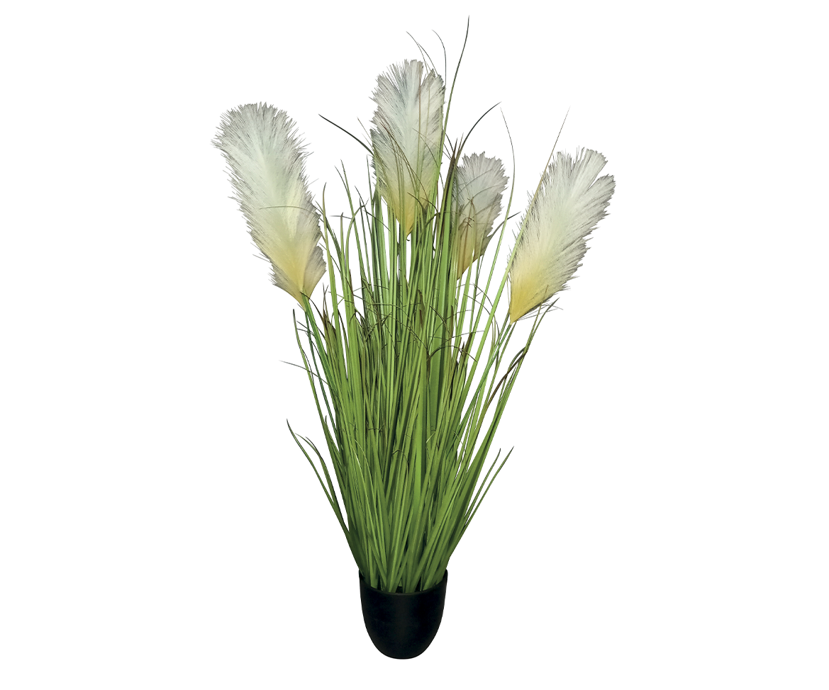 Herbe de la Pampa – Image 2