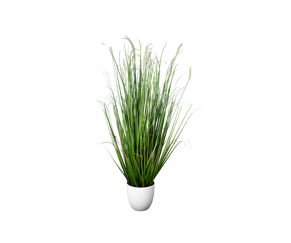 Pennisetum Herbe aux écouvillons – Image 2