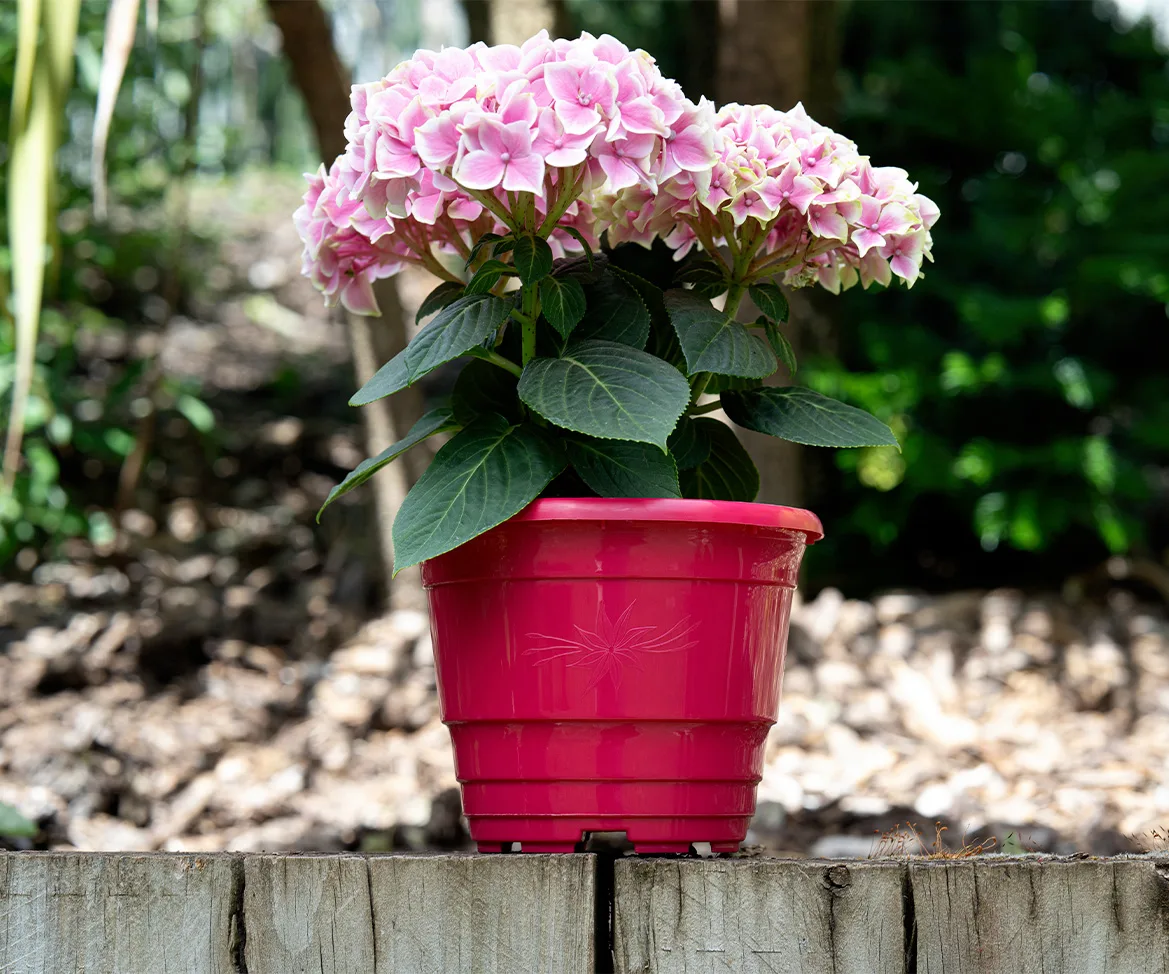 Pot Floria
