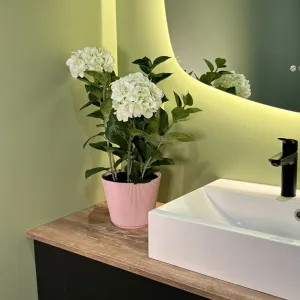 Hortensia