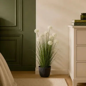 Allium