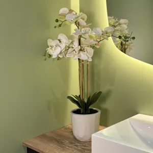 Orchidée Phalaenopsis