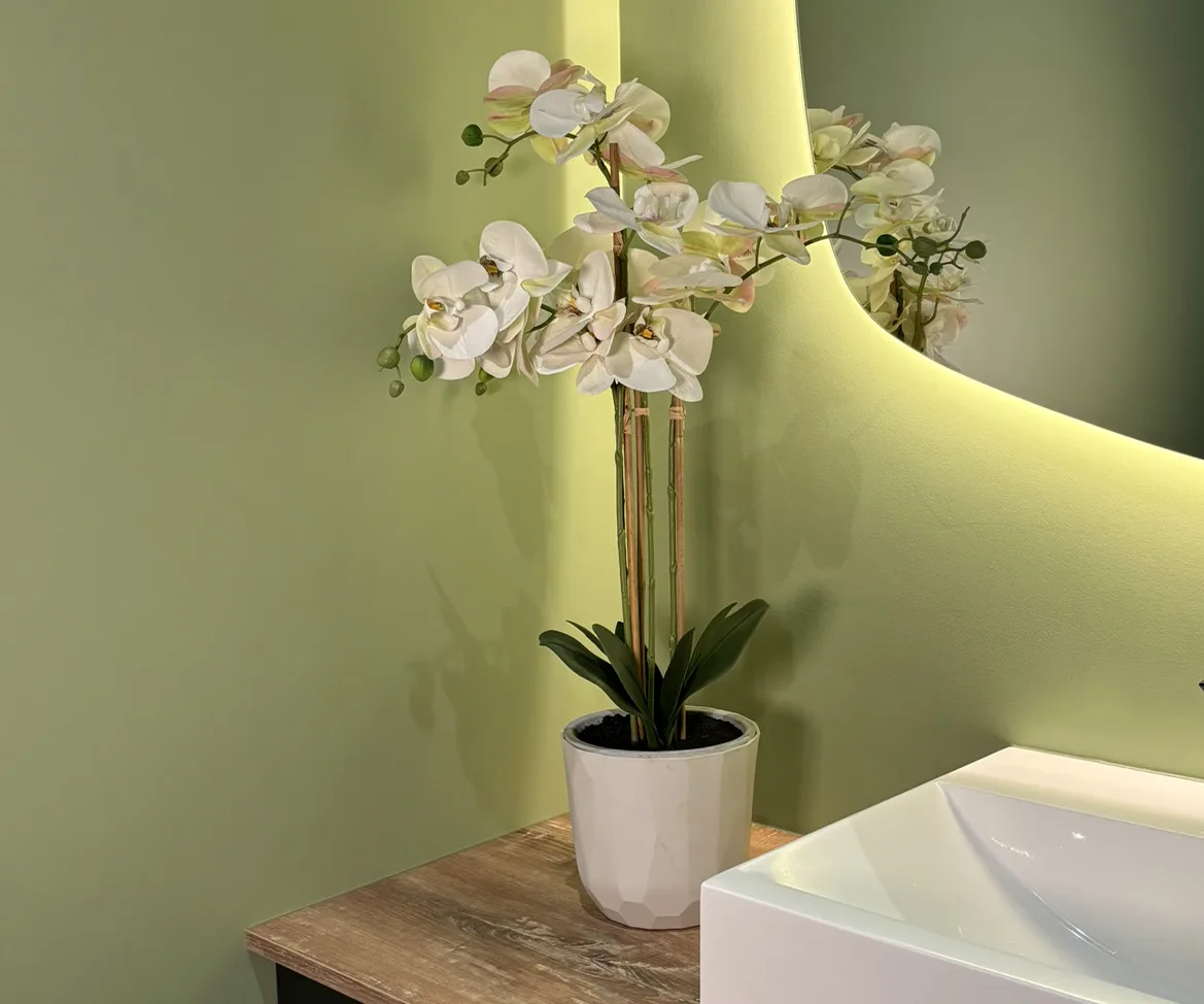 Orchidée Phalaenopsis