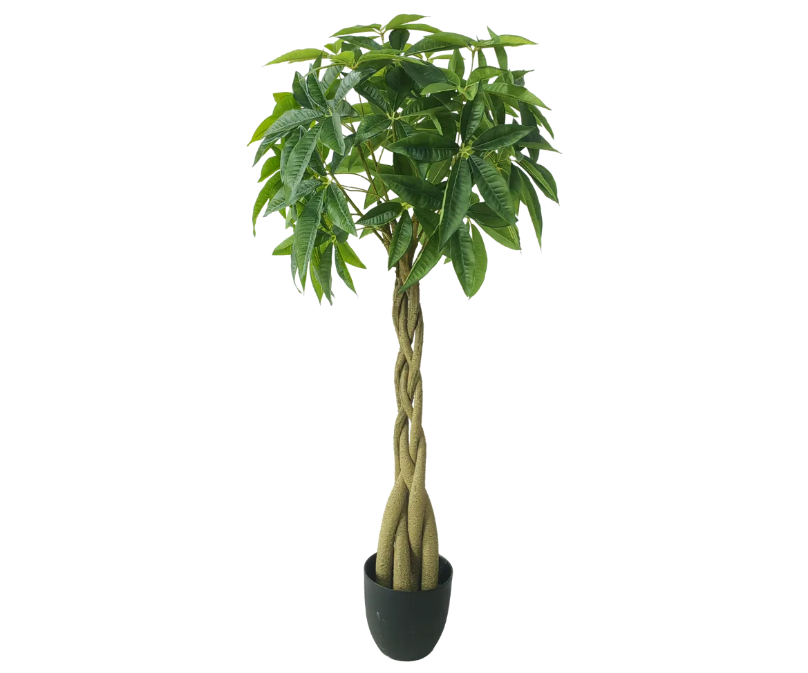 Fatsia tronc tressé