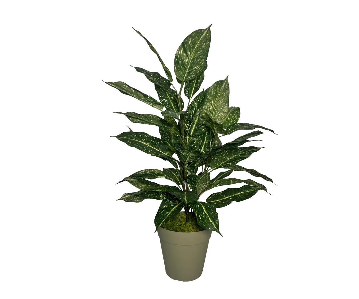 Aucuba avec pot – Image 2